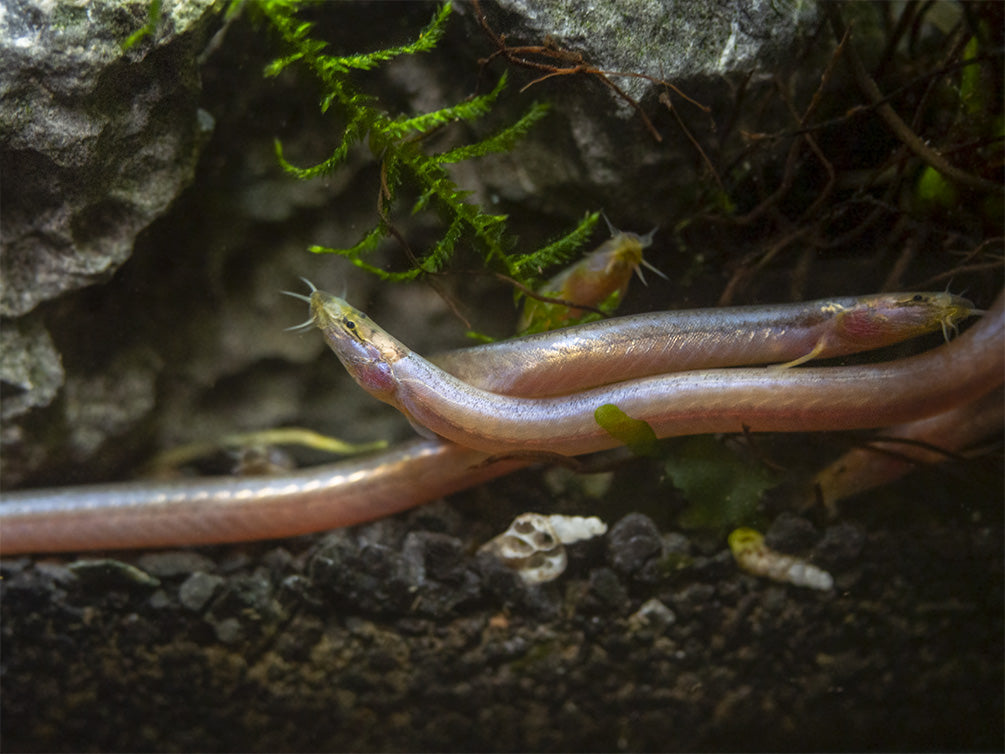 Sumatran Neon Loach (Pangio bitaimac)