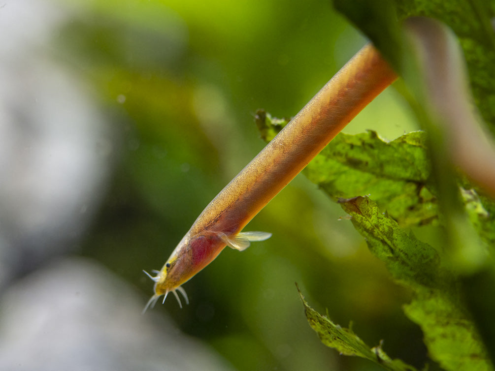 Sumatran Neon Loach (Pangio bitaimac)