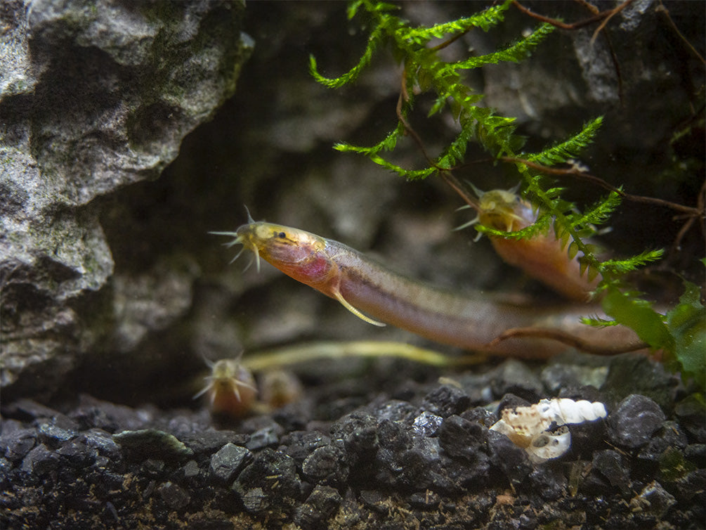 Sumatran Neon Loach (Pangio bitaimac)