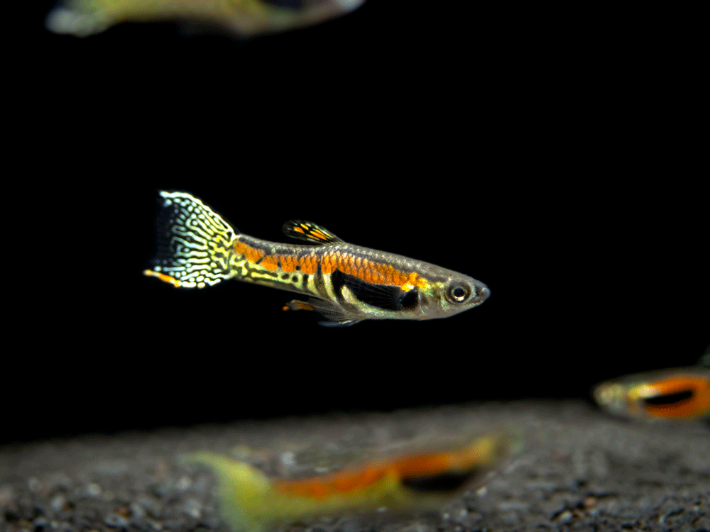 Sunburst Cobra Endler’s Livebearer (Poecilia wingei "Sunburst Cobra") - Male, Tank-Bred