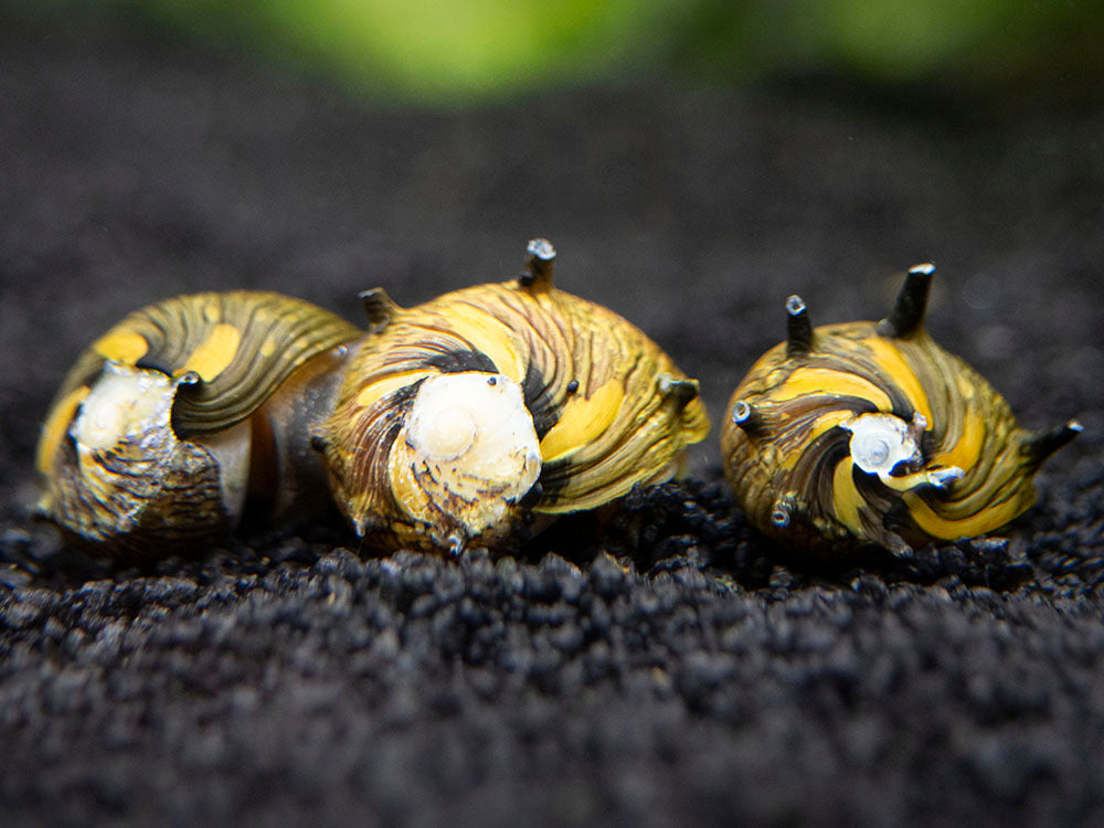 DELUXE Nerite Snail COMBO PACK - 5 Different Nerite Snail Species!