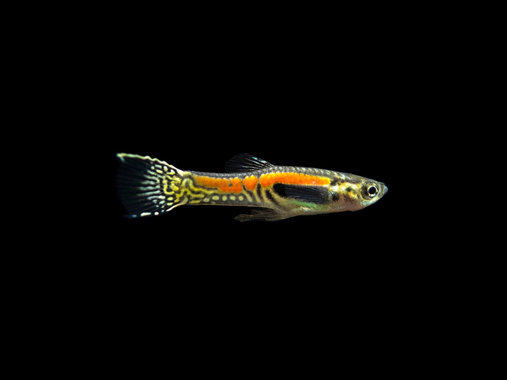 Sunburst Cobra Endler’s Livebearer (Poecilia wingei "Sunburst Cobra") - Male, Tank-Bred