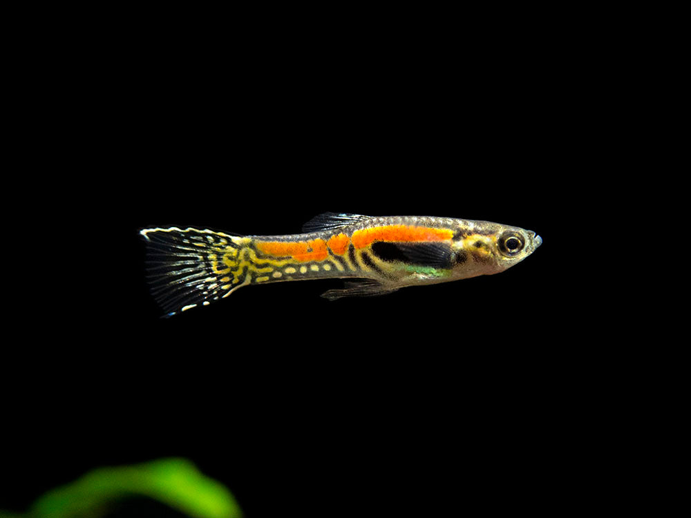 Sunburst Cobra Endler’s Livebearer (Poecilia wingei "Sunburst Cobra") - Male, Tank-Bred