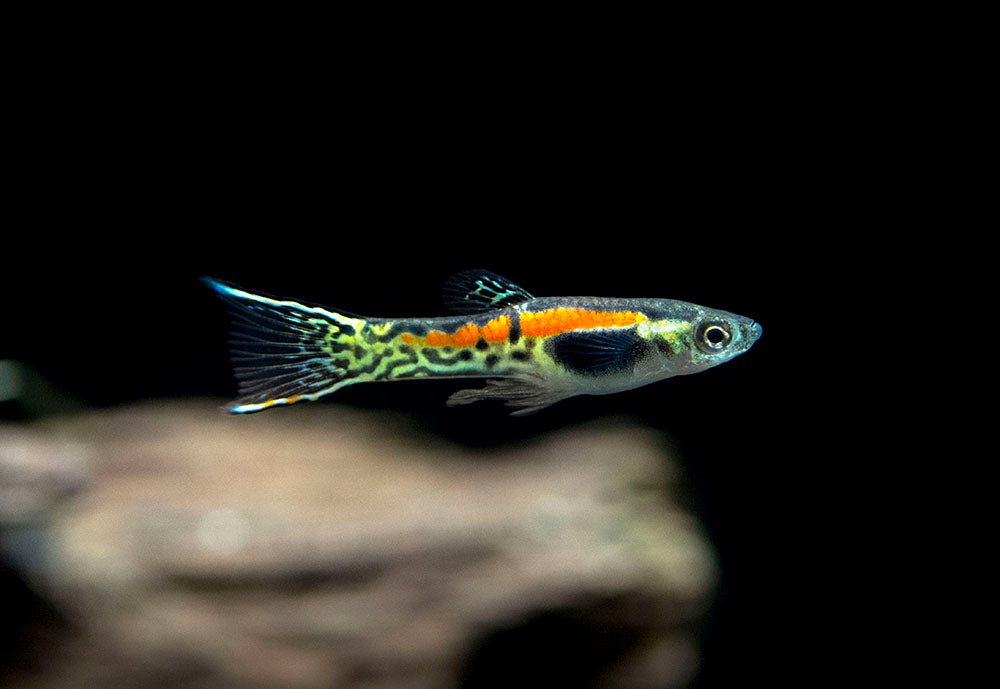 Sunburst Cobra Endler’s Livebearer (Poecilia wingei "Sunburst Cobra") - Male, Tank-Bred