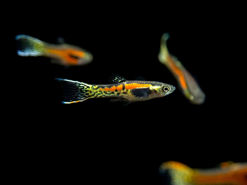 Sunburst Cobra Endler’s Livebearer (Poecilia wingei "Sunburst Cobra") - Male, Tank-Bred