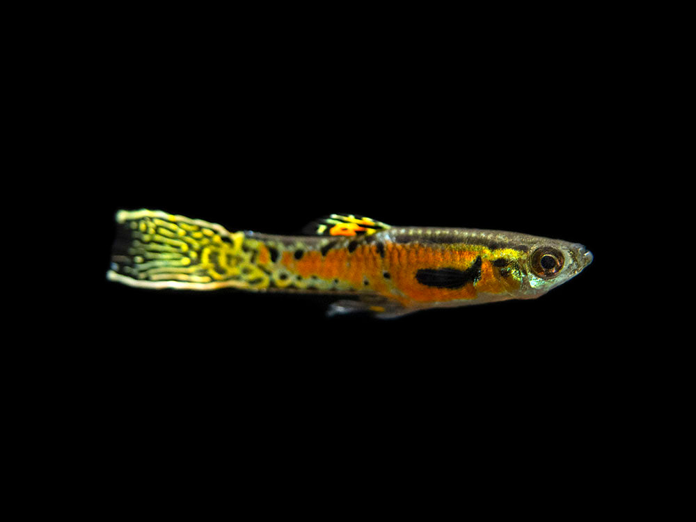 Sunburst Cobra Endler’s Livebearer (Poecilia wingei "Sunburst Cobra") - Male, Tank-Bred