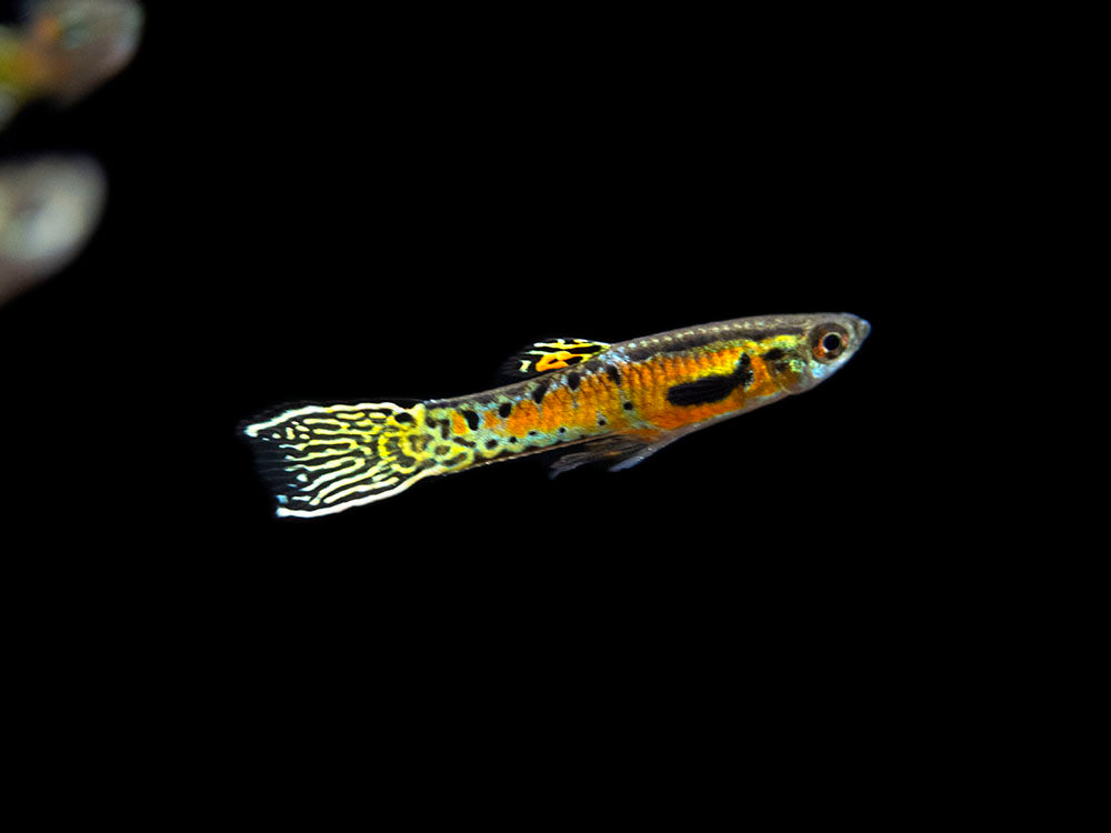 Sunburst Cobra Endler’s Livebearer (Poecilia wingei "Sunburst Cobra") - Male, Tank-Bred