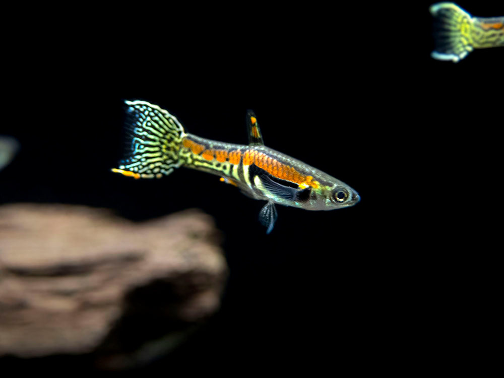 Sunburst Cobra Endler’s Livebearer (Poecilia wingei "Sunburst Cobra") - Male, Tank-Bred