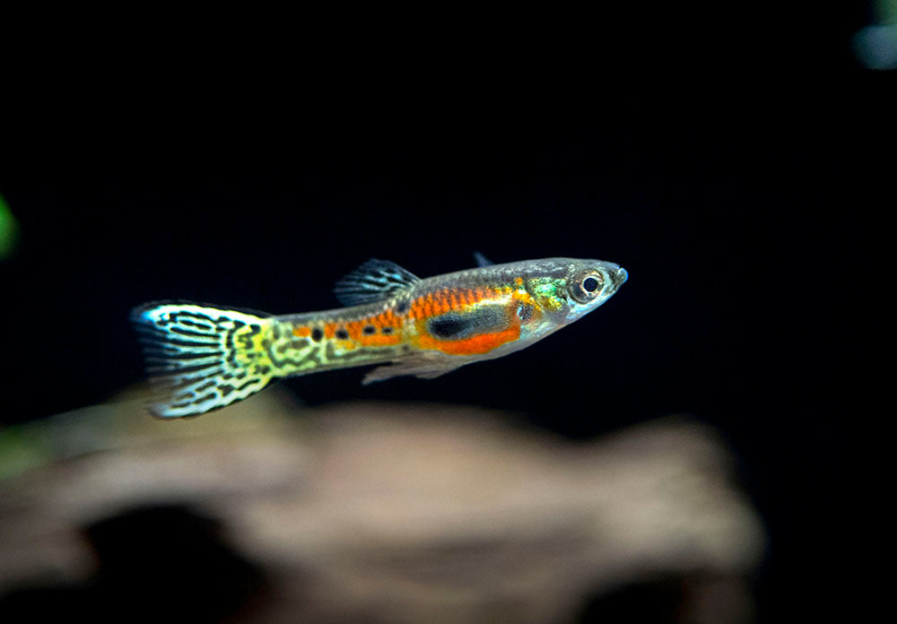 Sunburst Cobra Endler’s Livebearer (Poecilia wingei "Sunburst Cobra") - Male, Tank-Bred
