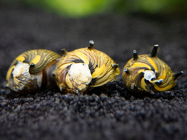Sun Thorn Nerite Snails (Clithon donovani)