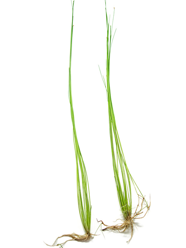 Giant Hairgrass AKA Sand Spikerush (Eleocharis montevidensis)