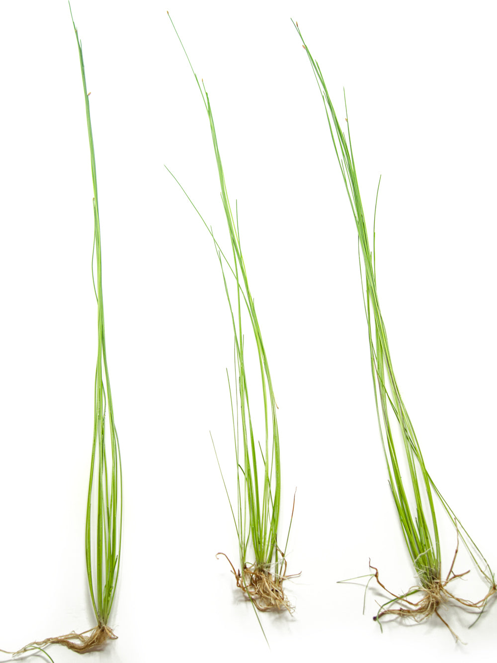 Giant Hairgrass AKA Sand Spikerush (Eleocharis montevidensis)