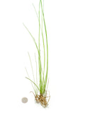 Giant Hairgrass AKA Sand Spikerush (Eleocharis montevidensis)