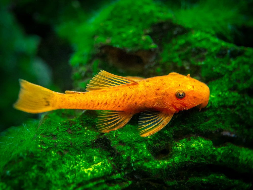 Super Red Bristlenose Pleco (Ancistrus sp.), TANK-BRED!