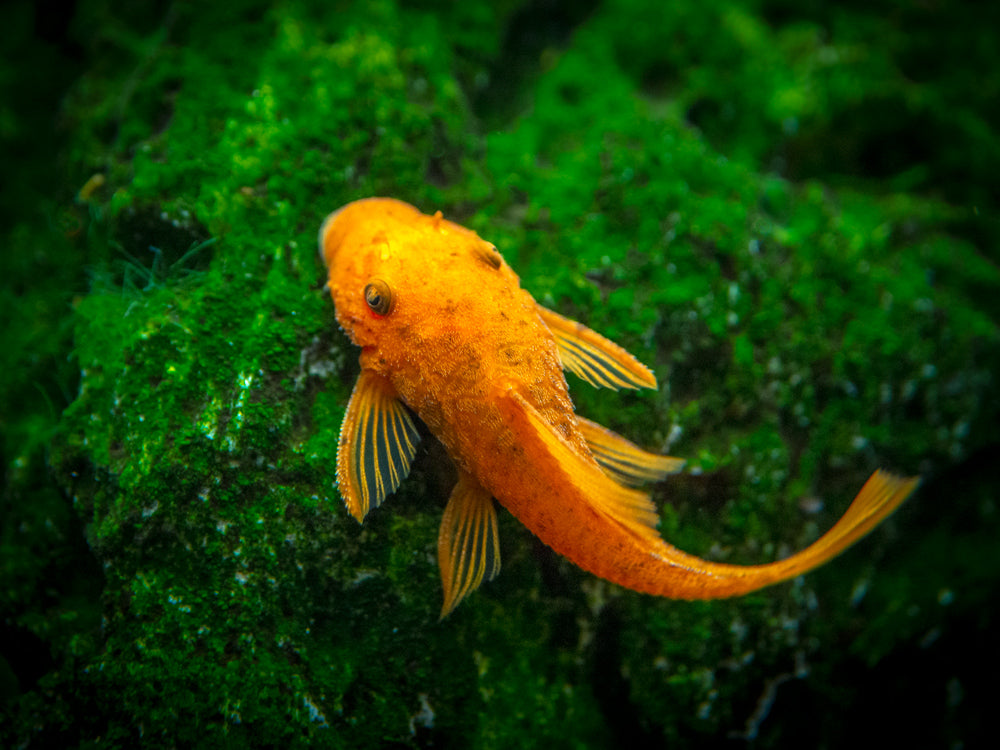 Super Red Bristlenose Pleco (Ancistrus sp.), TANK-BRED!