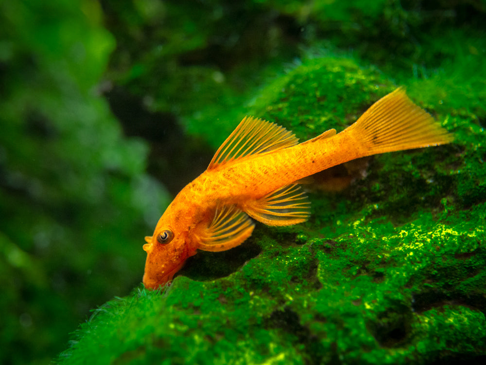 Super Red Bristlenose Pleco (Ancistrus sp.), TANK-BRED!