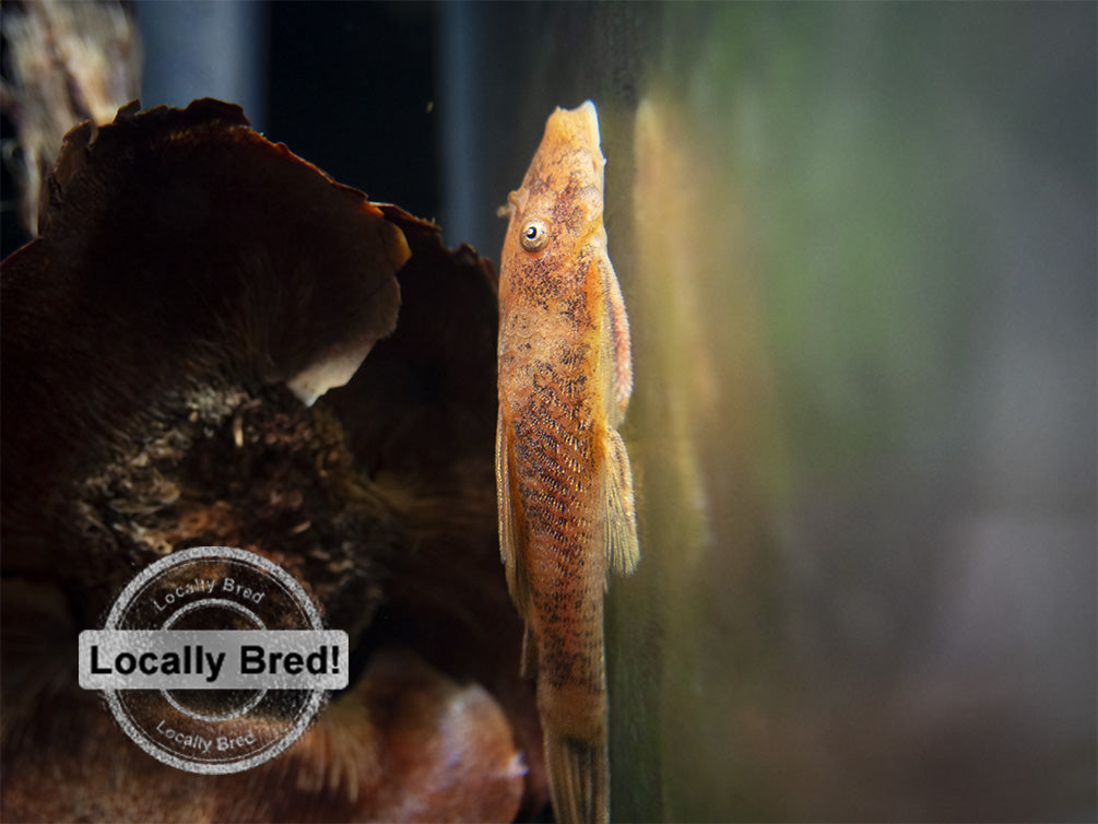 Super Red Bristlenose Pleco (Ancistrus sp. "Super Red"), Locally Bred