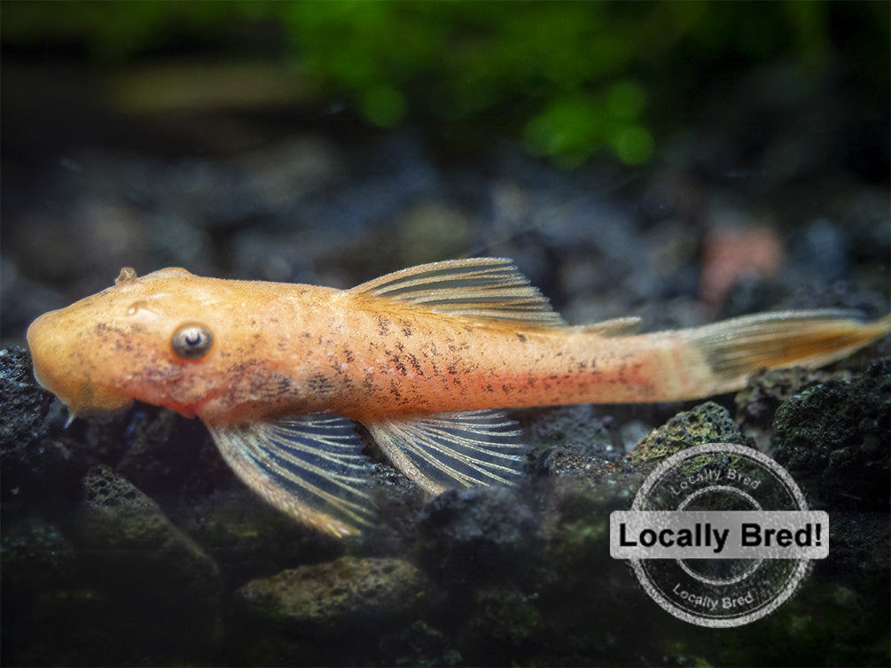 Super Red Bristlenose Pleco (Ancistrus sp. "Super Red"), Locally Bred