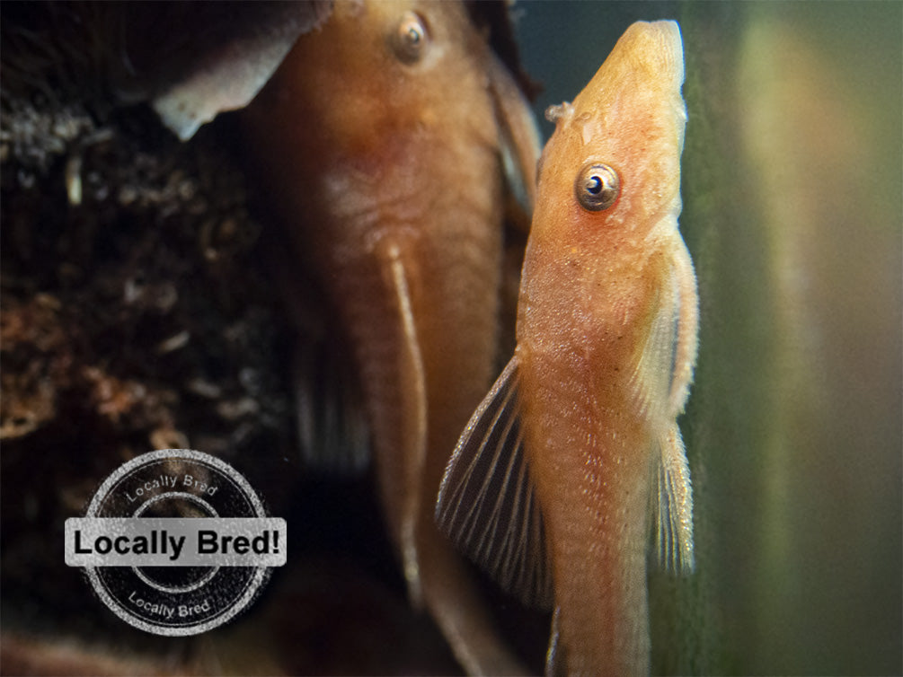 Super Red Bristlenose Pleco (Ancistrus sp. "Super Red"), Locally Bred