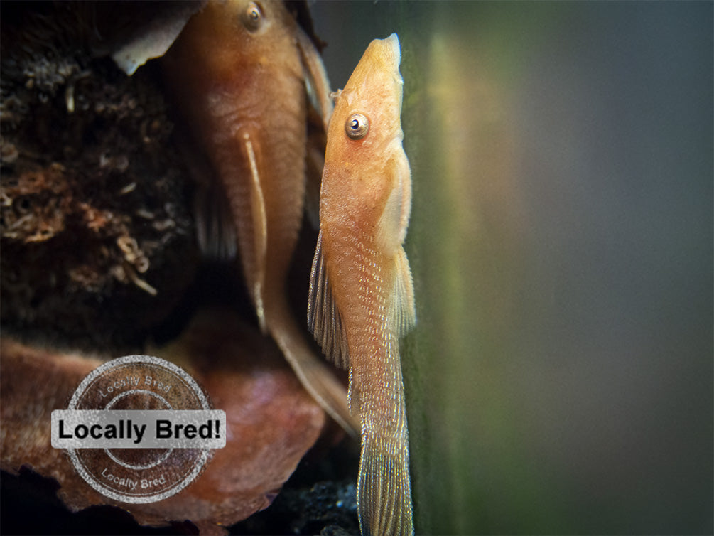 Super Red Bristlenose Pleco (Ancistrus sp. "Super Red"), Locally Bred