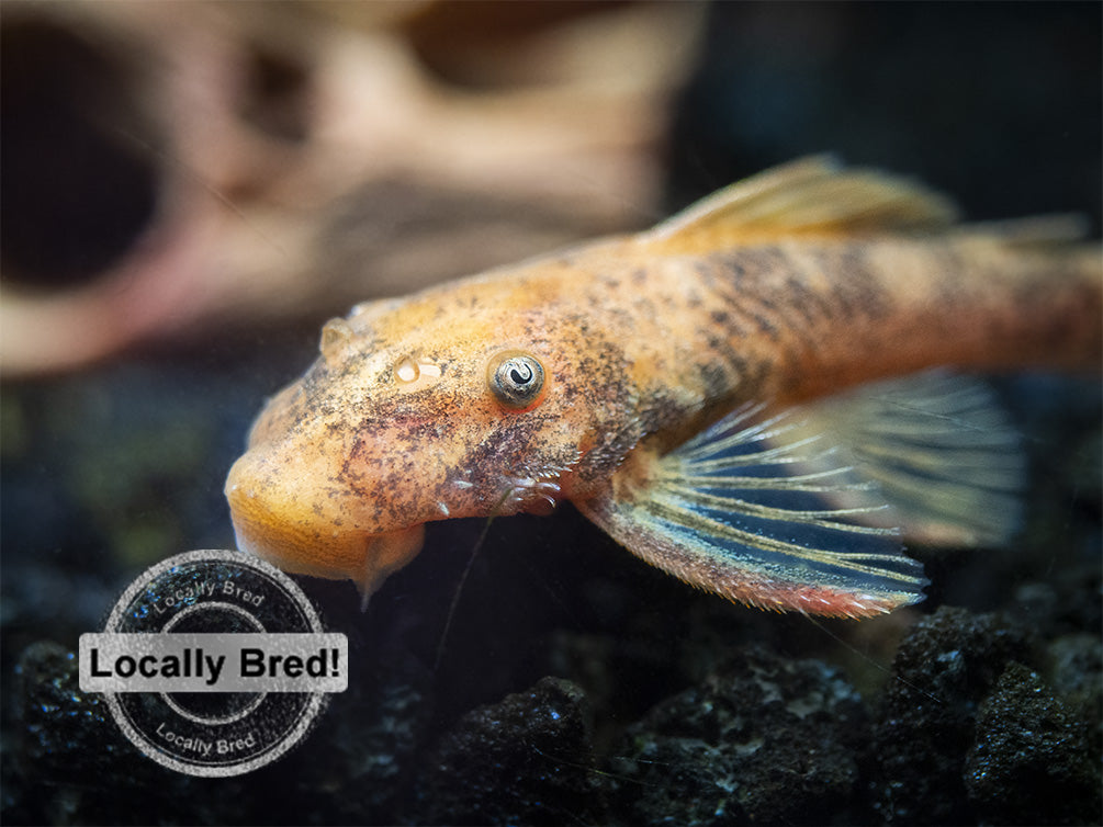 Super Red Bristlenose Pleco (Ancistrus sp. "Super Red"), Locally Bred