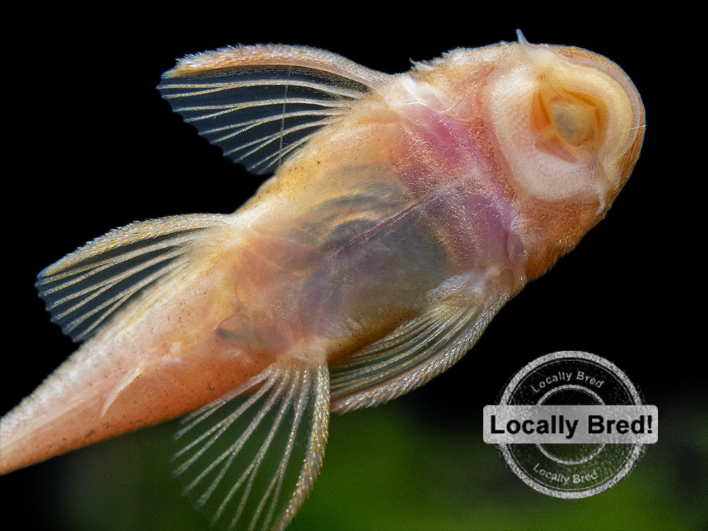 Super Red Bristlenose Pleco (Ancistrus sp. "Super Red"), Locally Bred