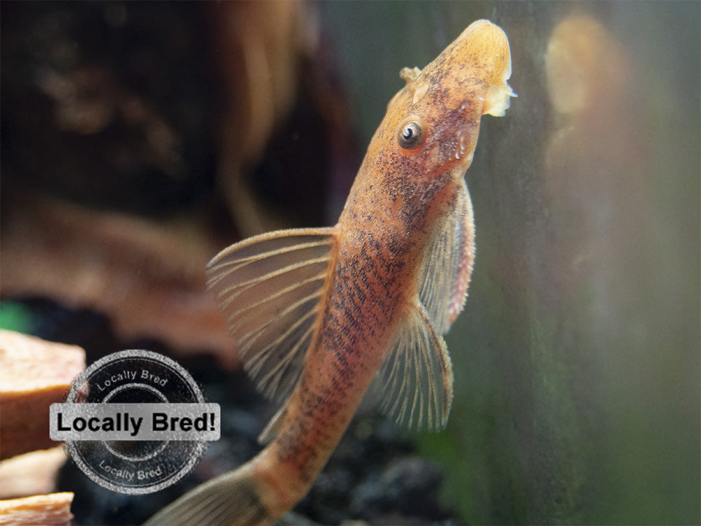 Super Red Bristlenose Pleco (Ancistrus sp. "Super Red"), Locally Bred