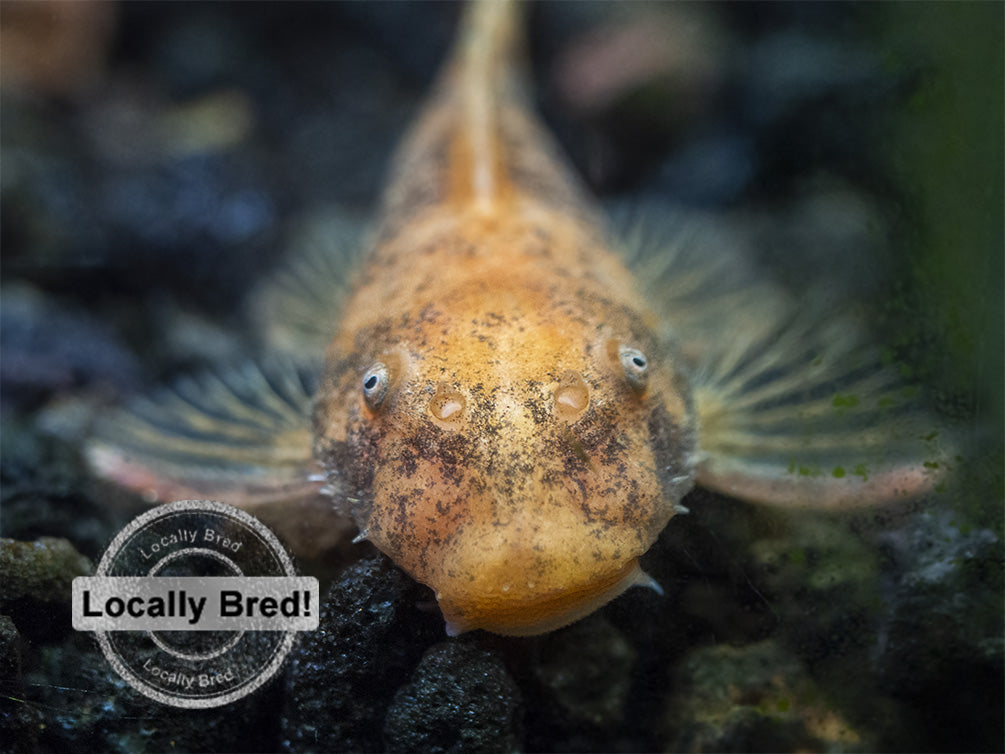 Super Red Bristlenose Pleco (Ancistrus sp. "Super Red"), Locally Bred