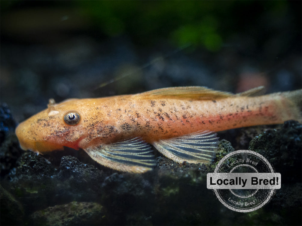 Super Red Bristlenose Pleco (Ancistrus sp. "Super Red"), Locally Bred