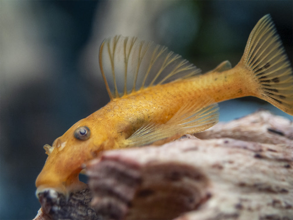 Super Red Bristlenose Pleco (Ancistrus sp. "Super Red"), USA Bred