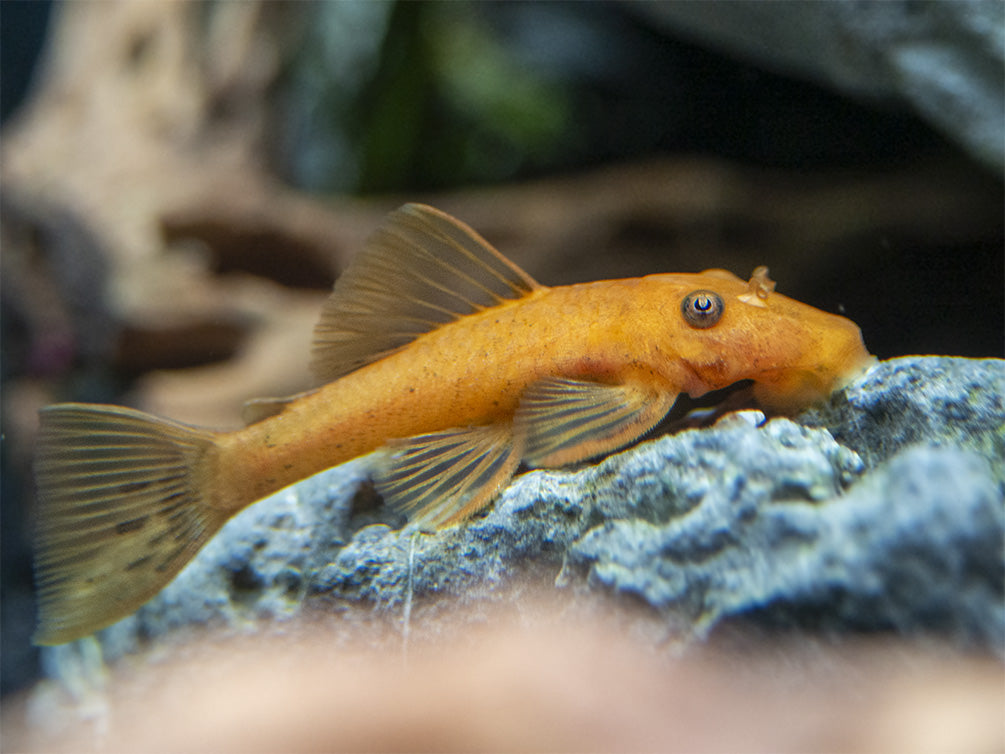 Super Red Bristlenose Pleco (Ancistrus sp. "Super Red"), USA Bred