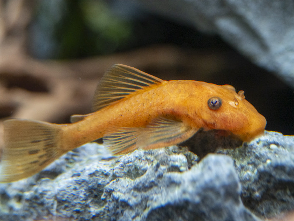 Super Red Bristlenose Pleco (Ancistrus sp. "Super Red"), USA Bred