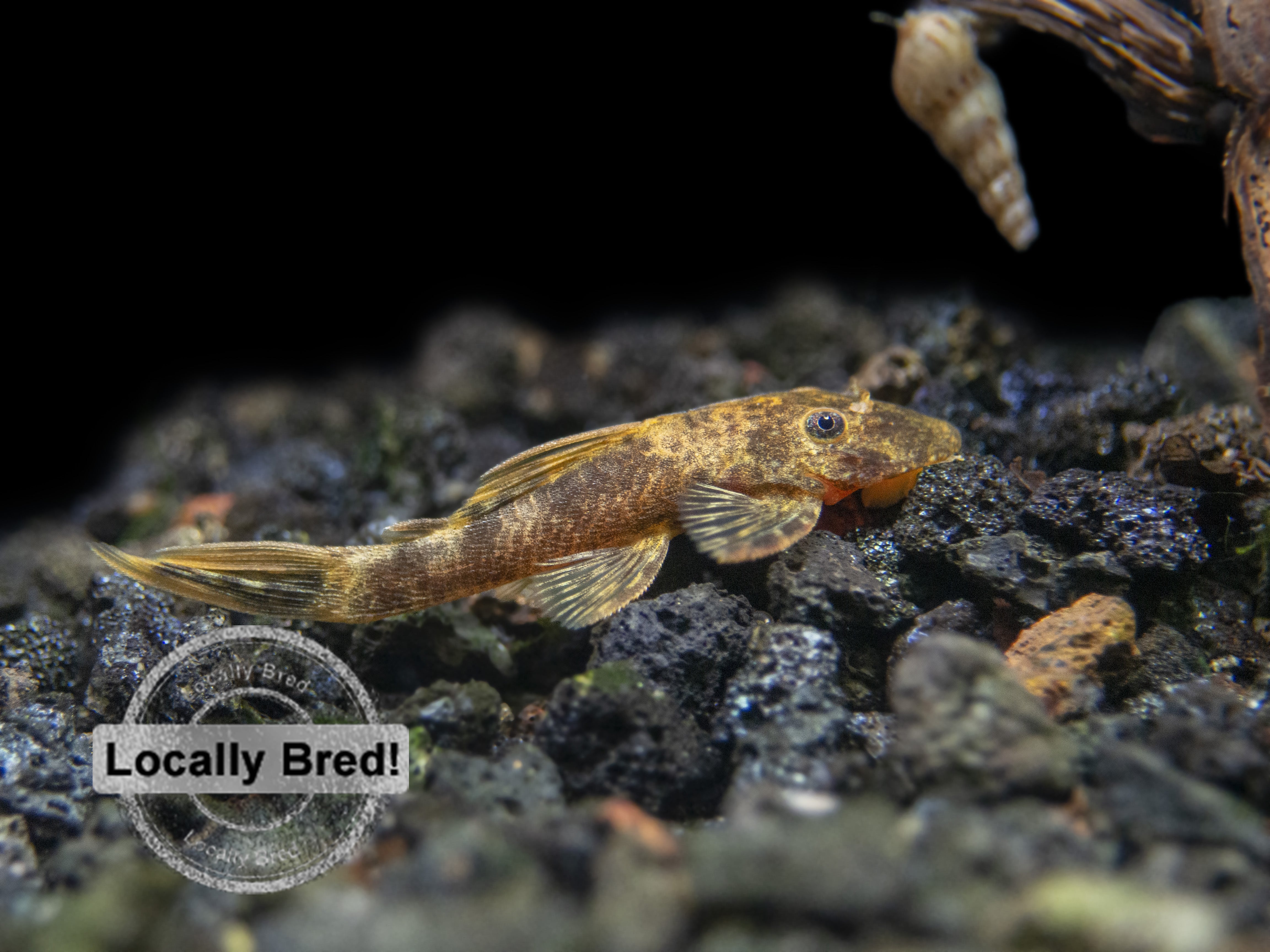 super red calico bristlenose plecoo live fish 