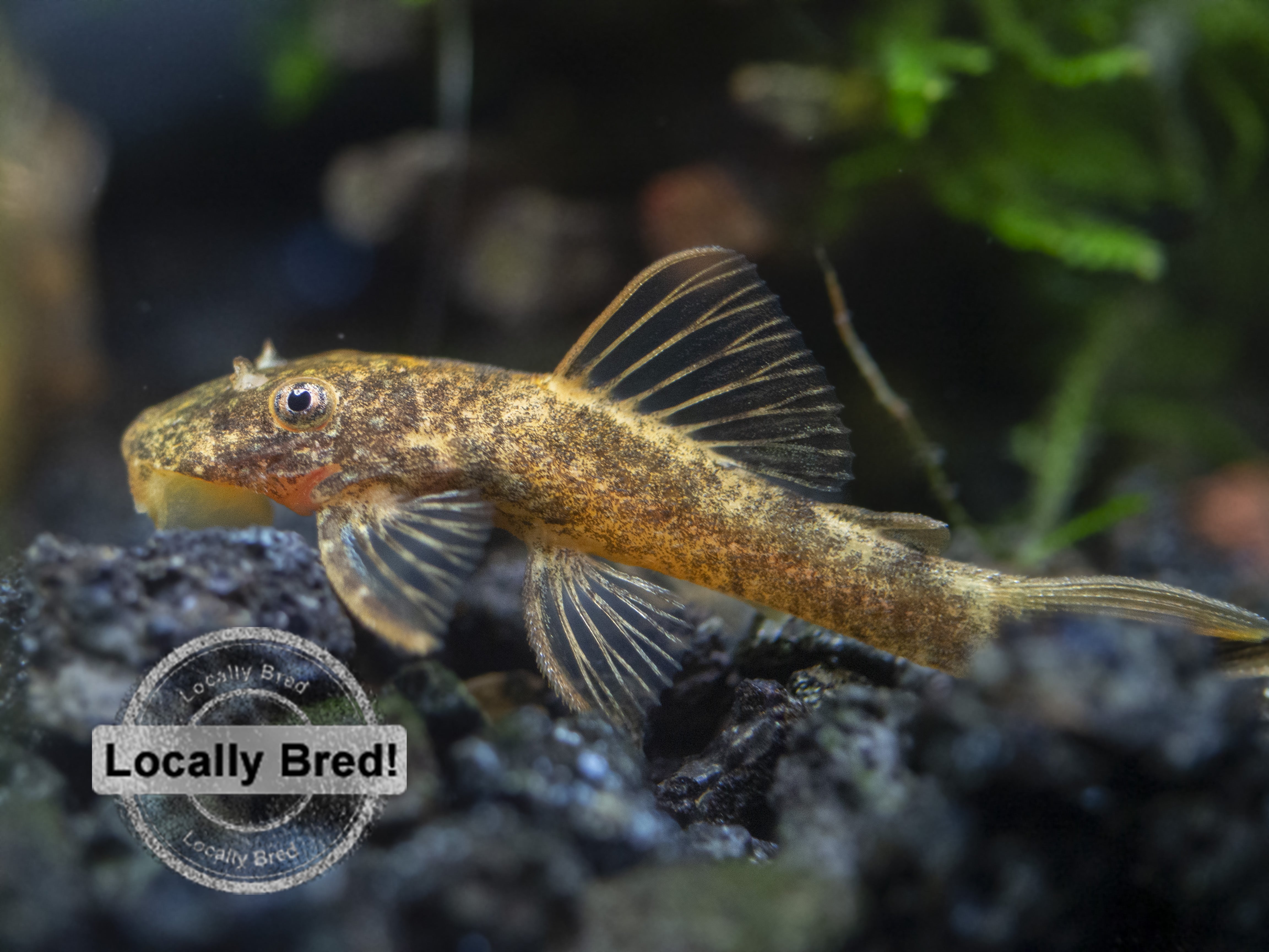 super red calico bristlenose pleco for sale 