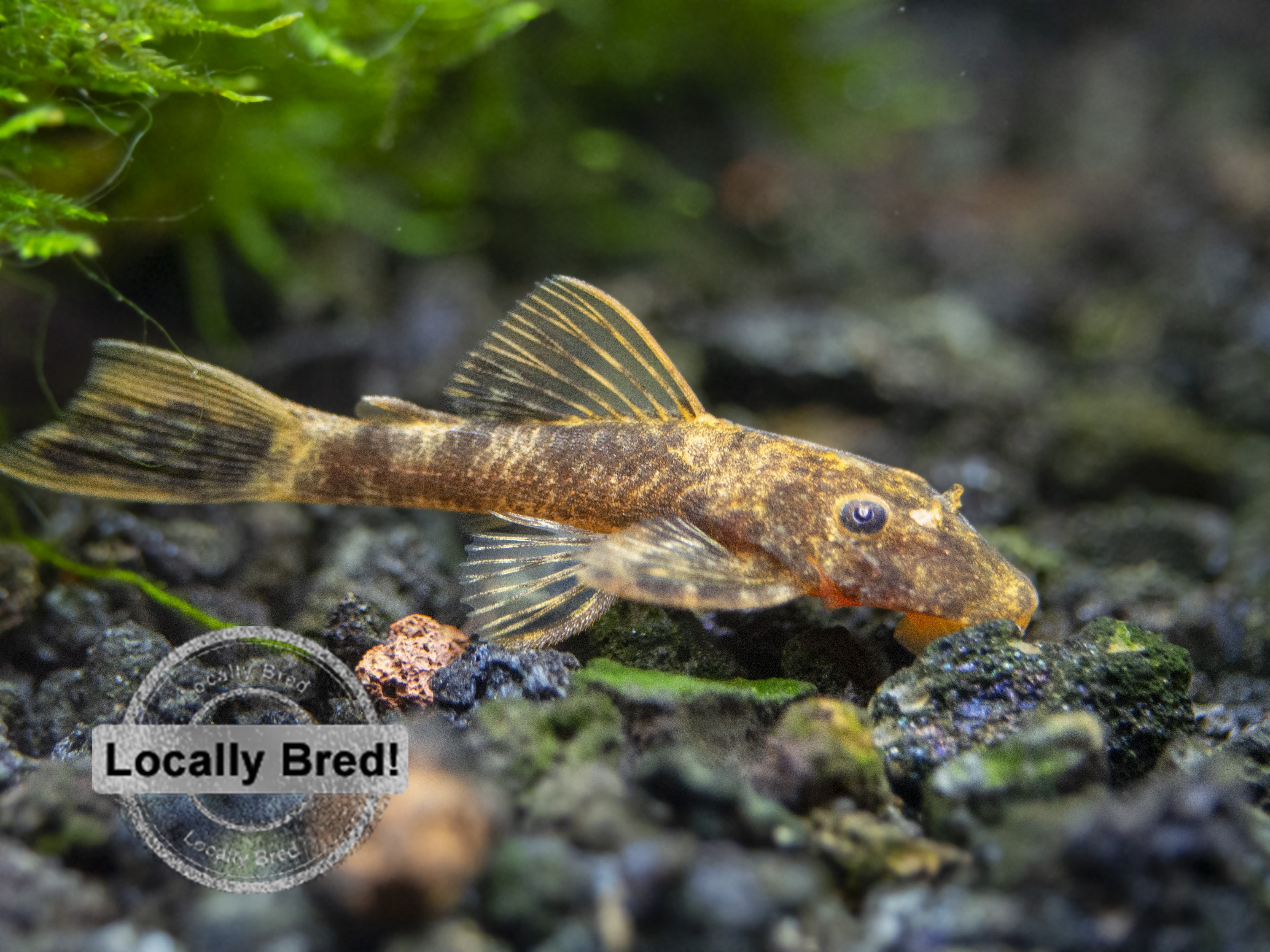 super red calico bristlenose pleco freshwater aquarium fish 