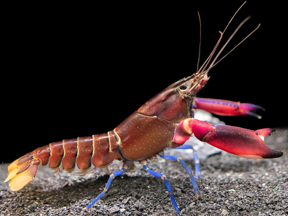 Super Red Crayfish (Cherax boesemani)