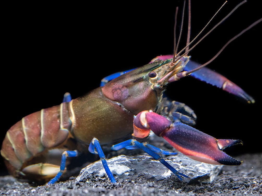 Super Red Crayfish (Cherax boesemani)