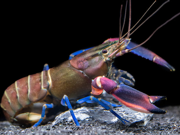Super Red Crayfish (Cherax boesemani) - Aquatic Arts