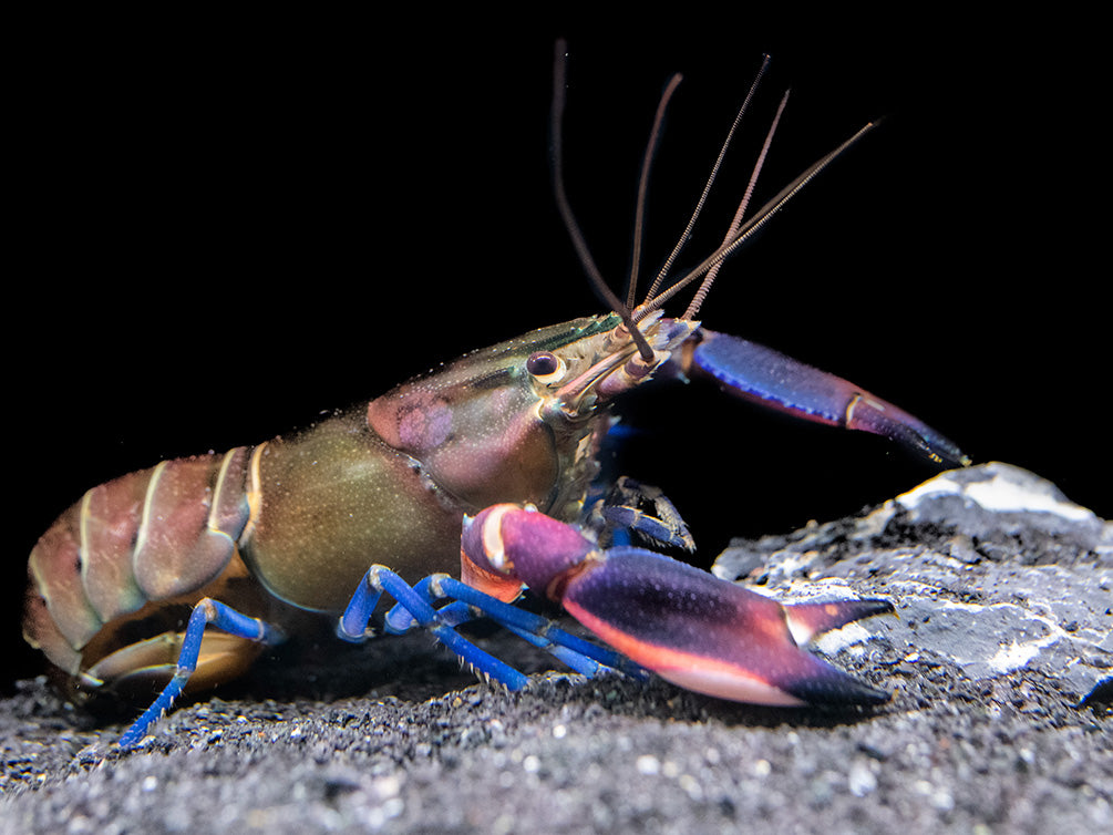 Super Red Crayfish (Cherax boesemani)