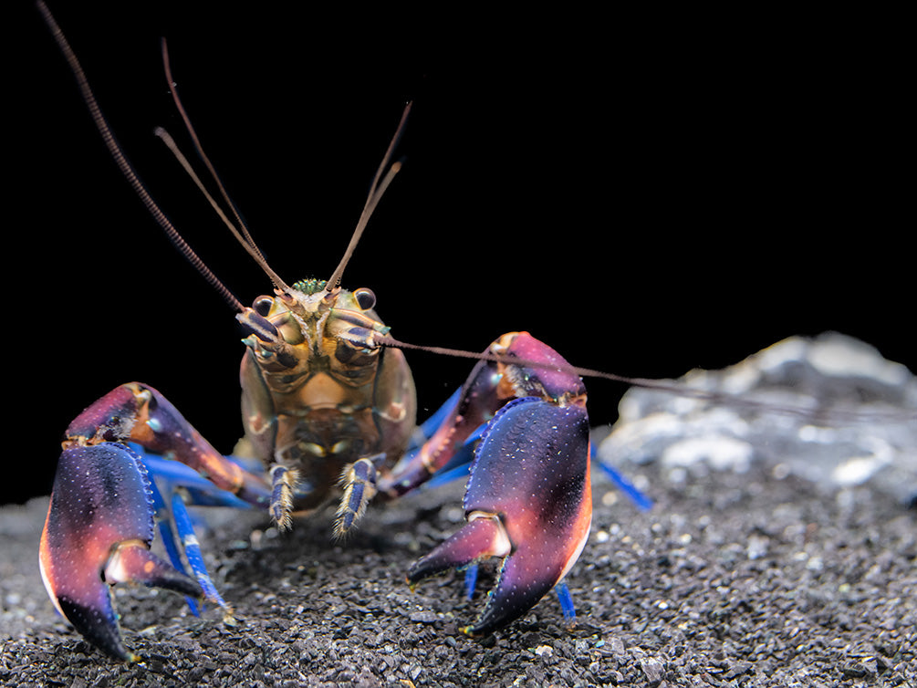 Super Red Crayfish (Cherax boesemani)