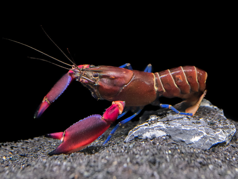 Super Red Crayfish (Cherax boesemani)