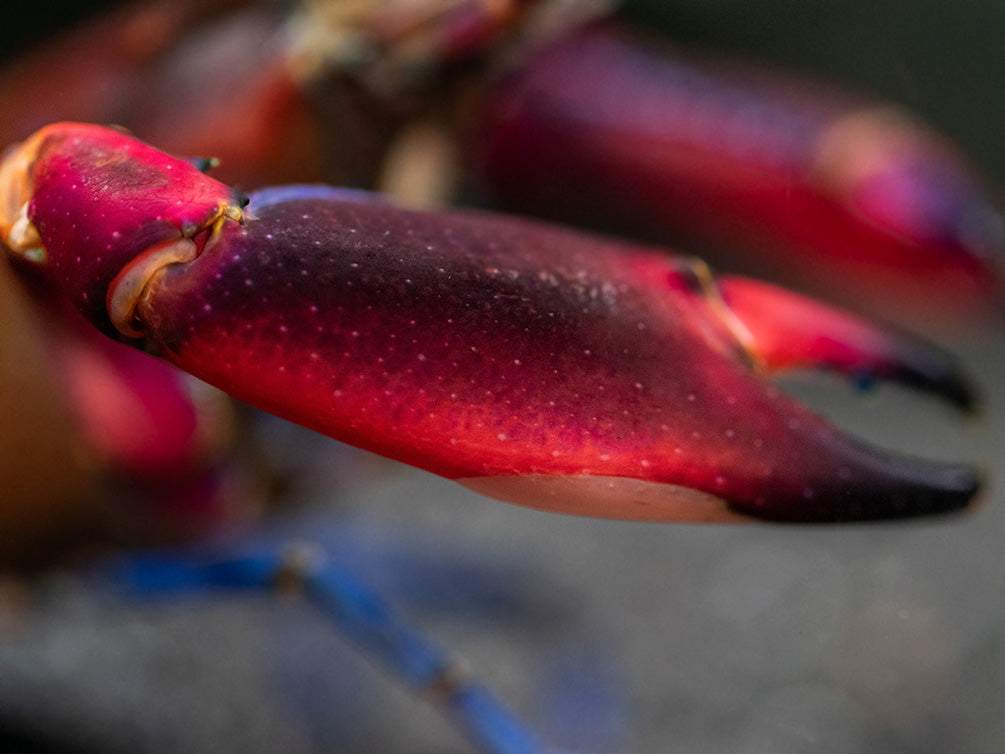 Super Red Crayfish (Cherax boesemani)