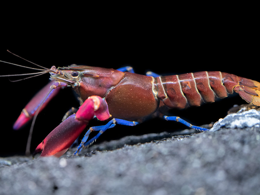 Super Red Crayfish (Cherax boesemani)