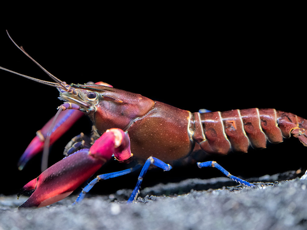 Super Red Crayfish (Cherax boesemani)