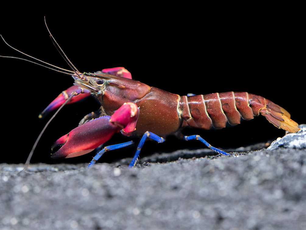 Super Red Crayfish (Cherax boesemani)