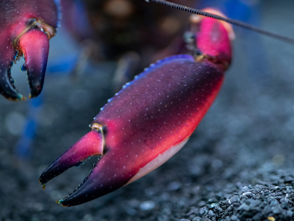 Super Red Crayfish (Cherax boesemani)