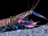 Super Red Crayfish (Cherax boesemani)