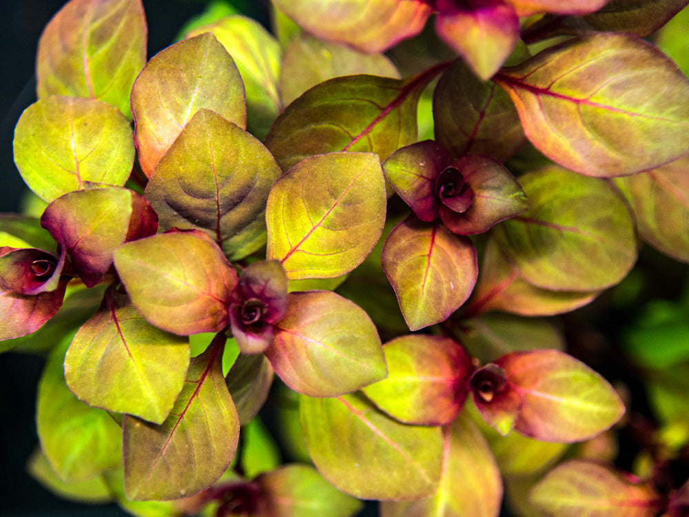 Mini Super Red Ludwigia - Thumbnail 3