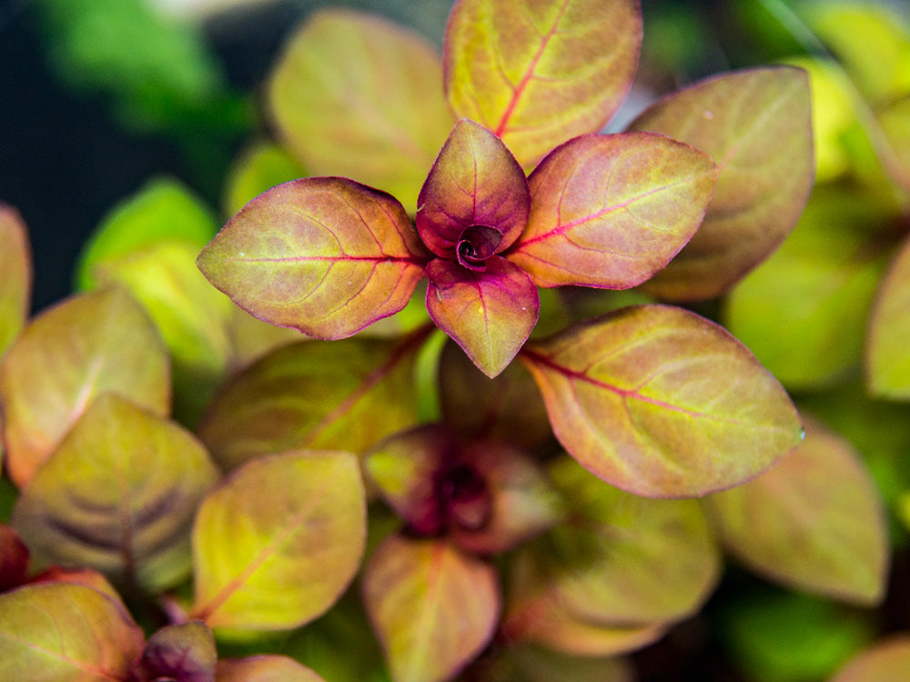 Mini Super Red Ludwigia (Ludwigia sp. "Mini Super Red")