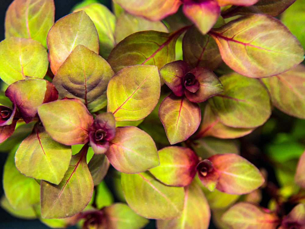 Mini Super Red Ludwigia (Ludwigia sp. "Mini Super Red"), Bunched